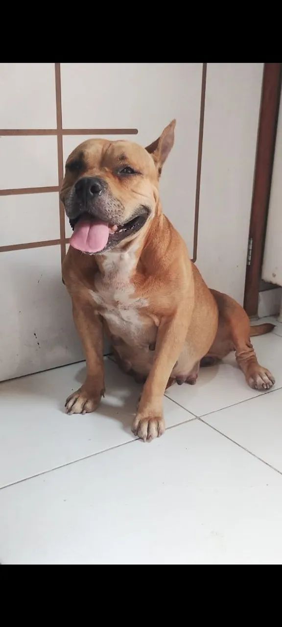 American bully  - Foto 4