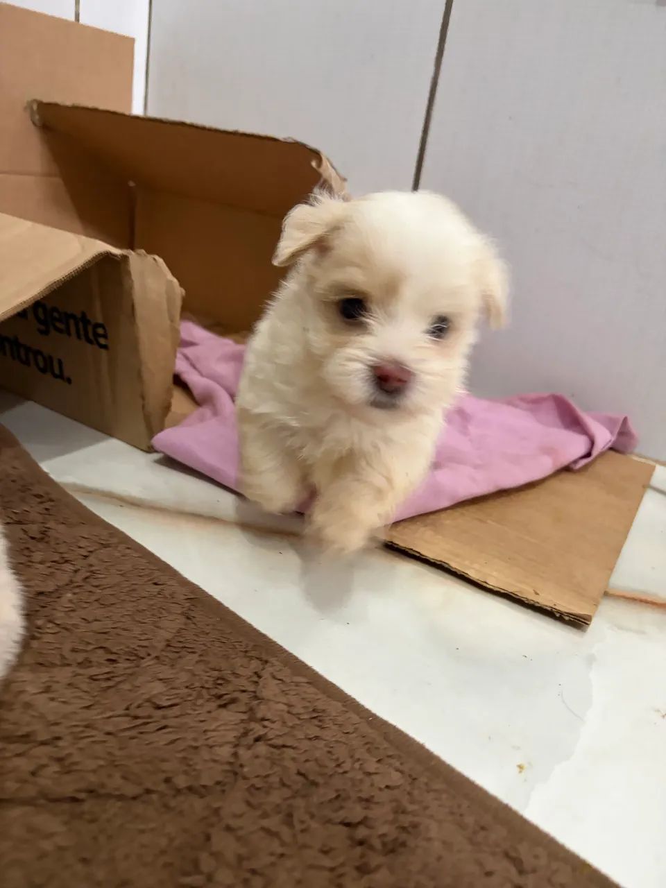Vendo filhote de  Lhasa Apso - Foto 2