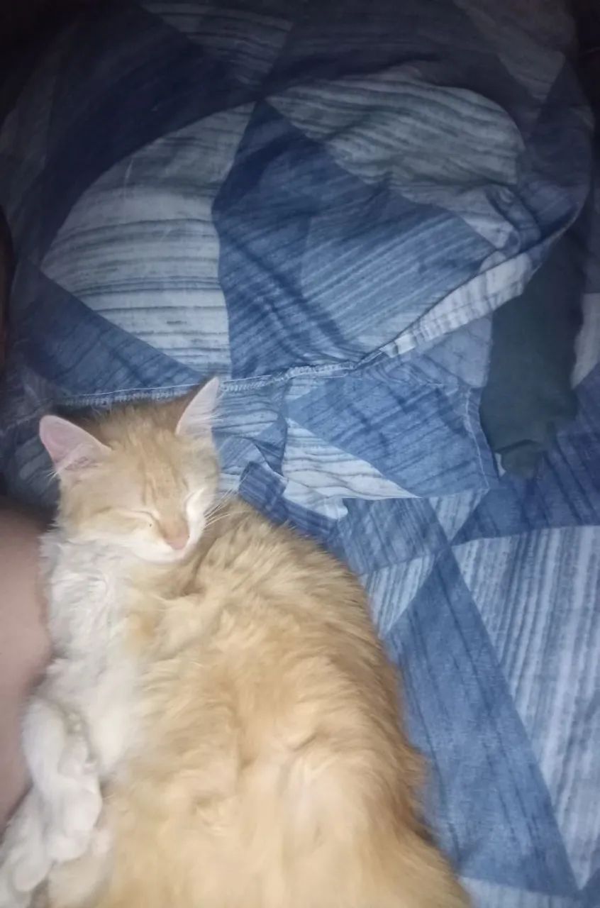 Doação gatinha - Foto 2