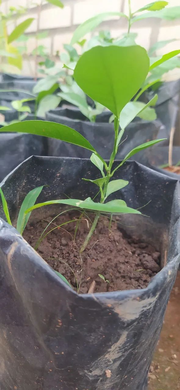 Muda de planta 30 reais  - Foto 3