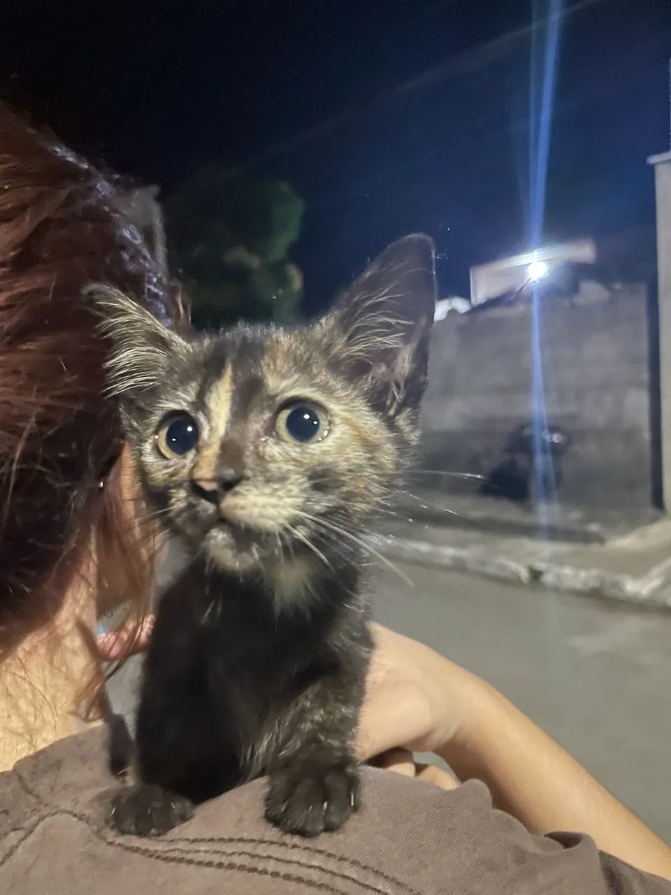 Filhotes de gato  - Foto 3