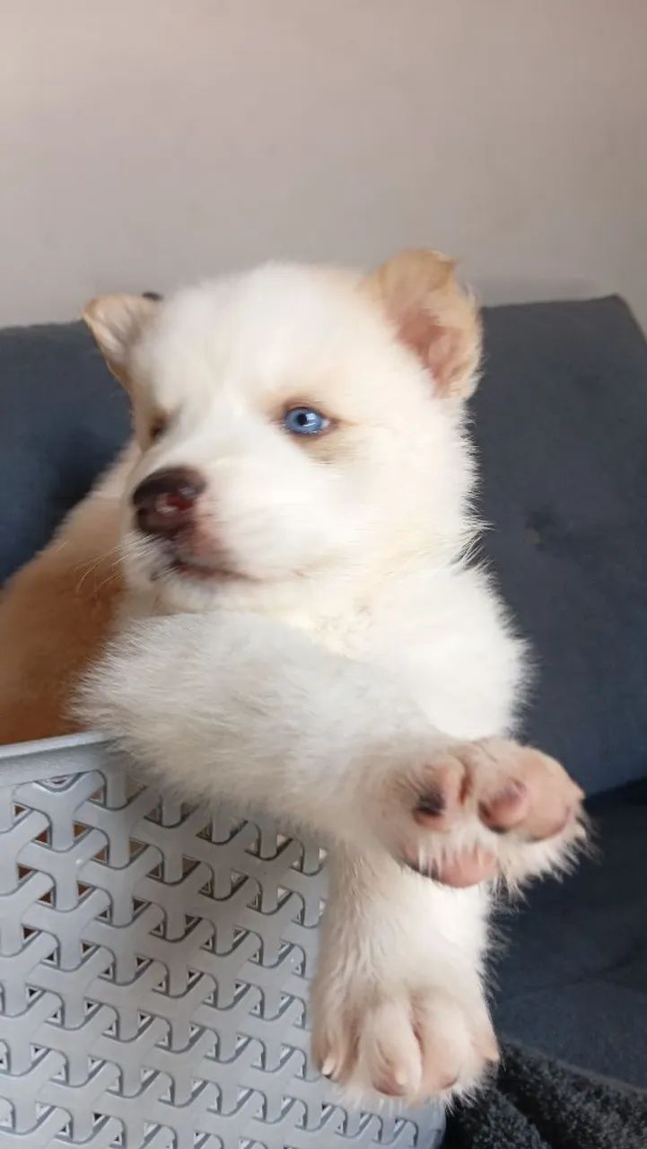 Husky siberiano  - Foto 4