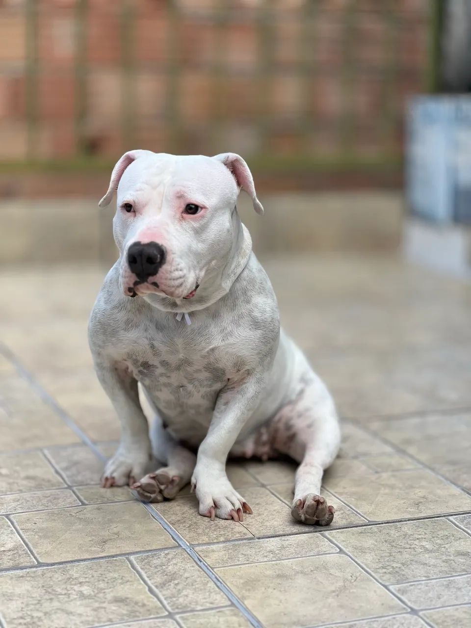 Cachorro  - Foto 5