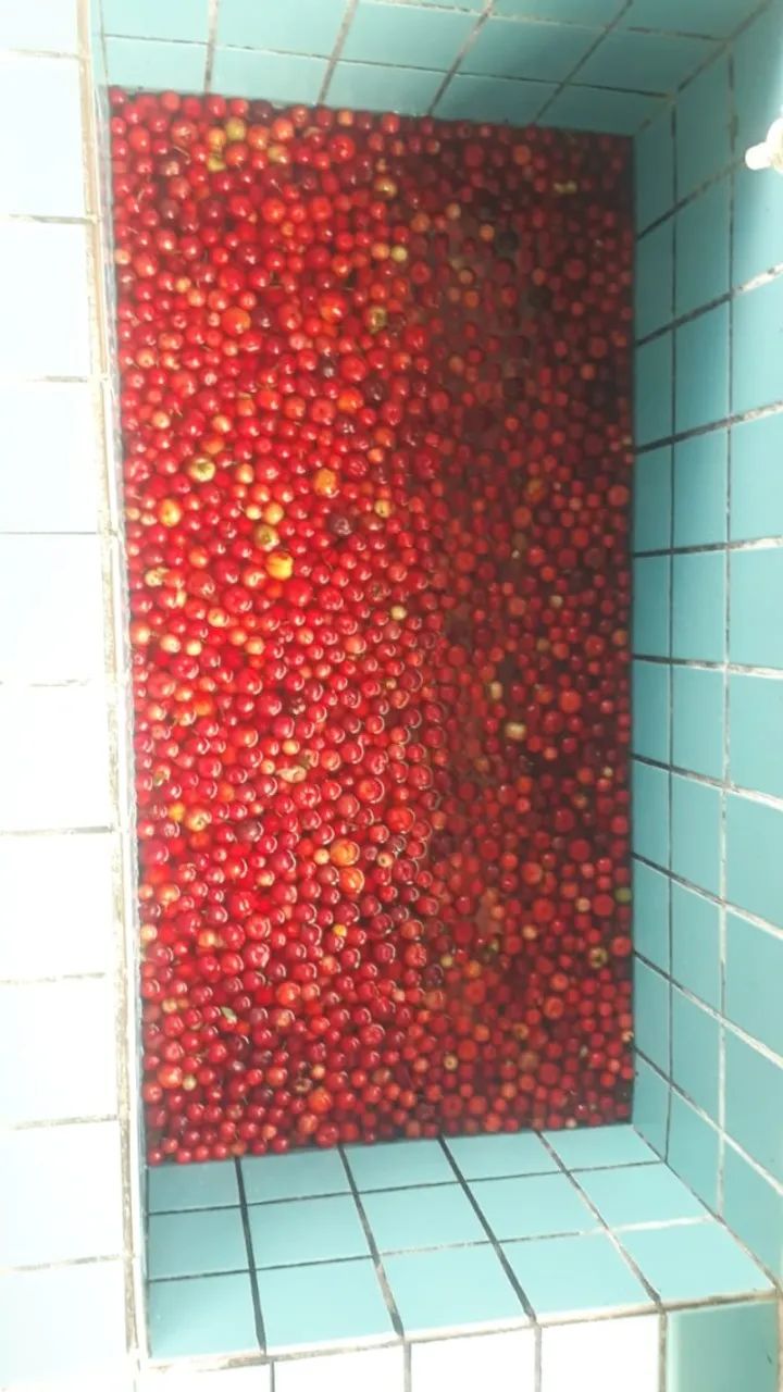 Polpa de acerola ou acerola congelada - Foto 2