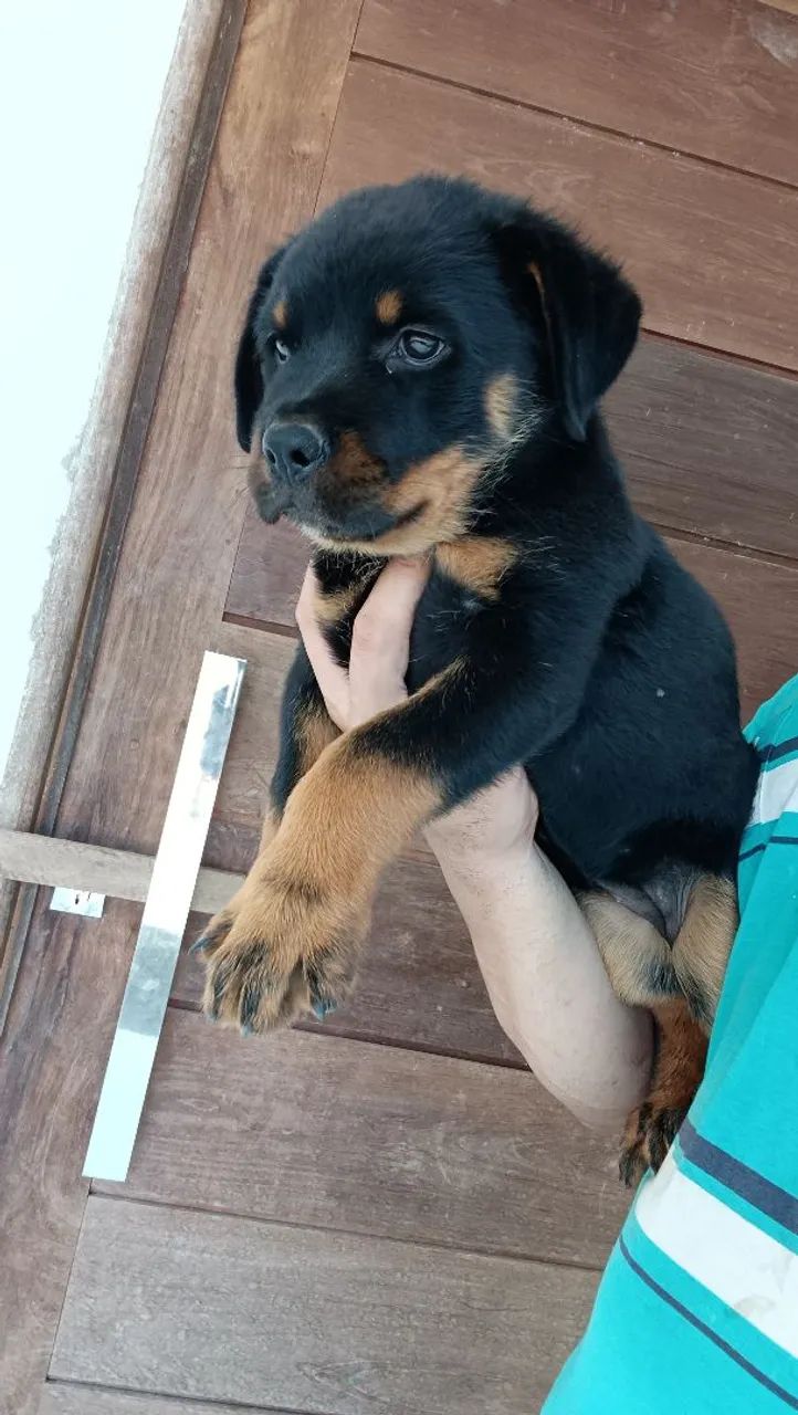 Rottweiler 