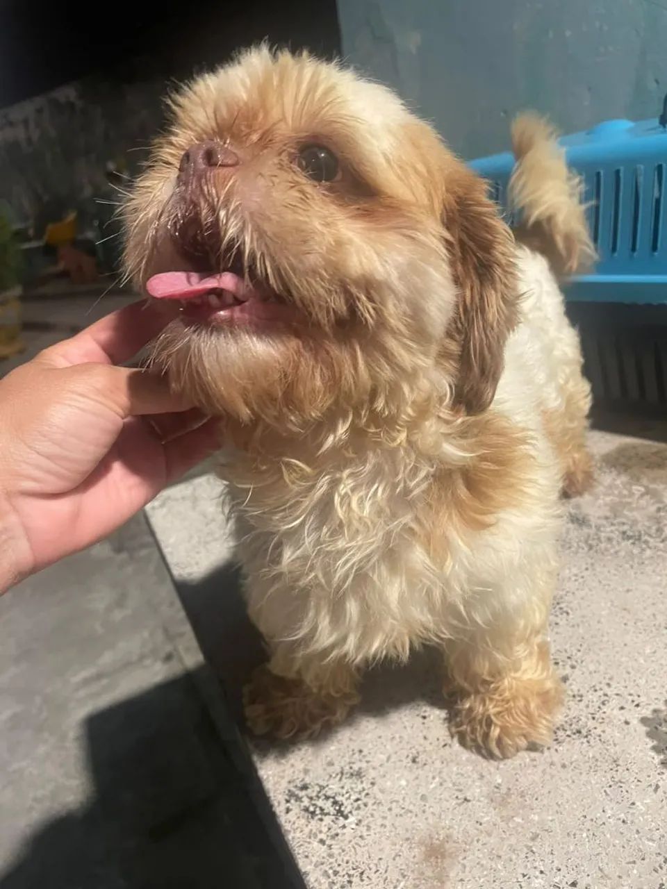 Shih Tzu macho  - Foto 4