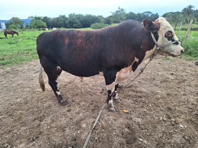 Touro Braford 