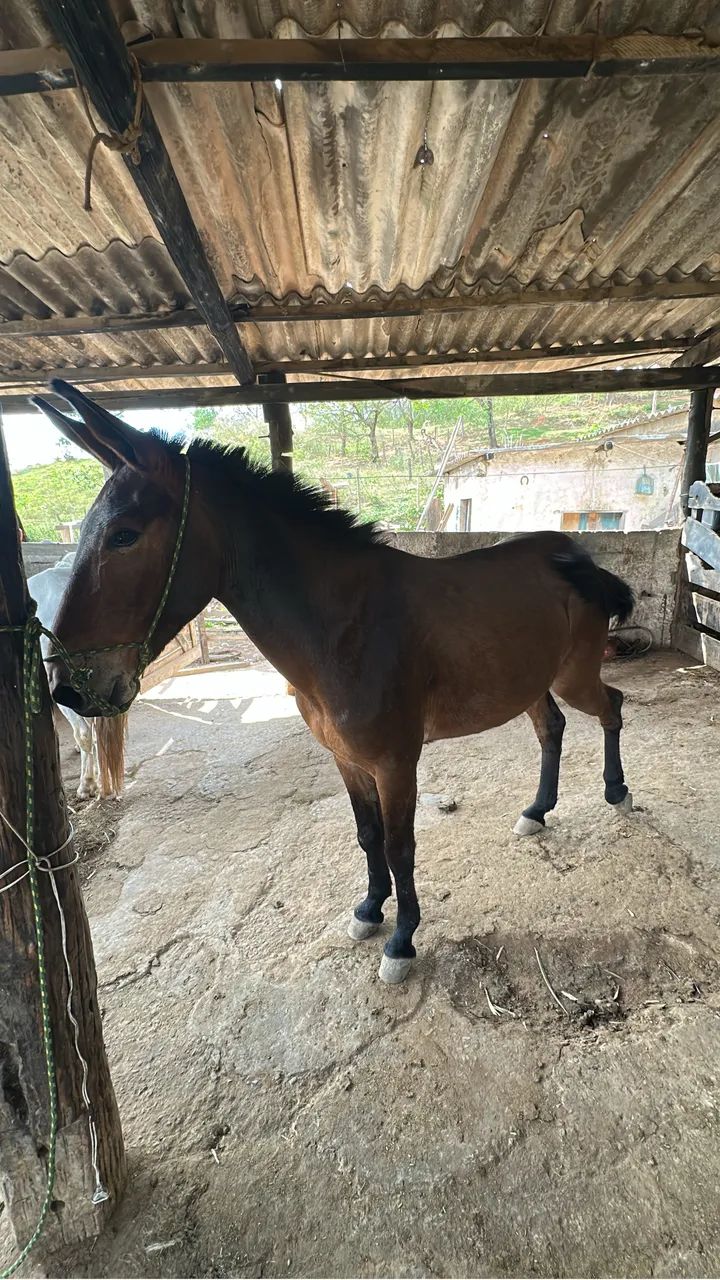 BURRO MANSO  - Foto 3