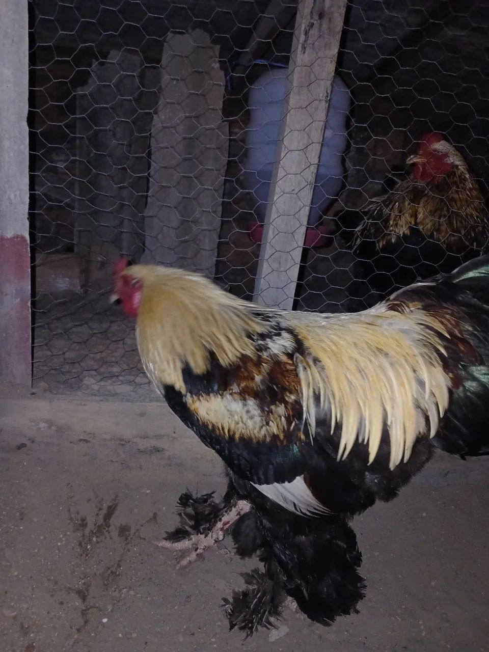 Galinhas Brahma - Foto 2