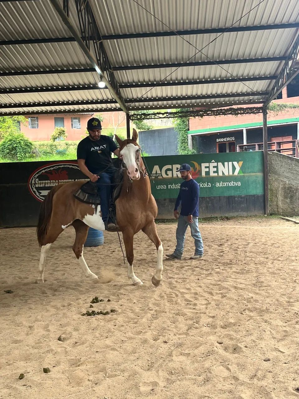 Cavalo Paint Horse - Foto 4
