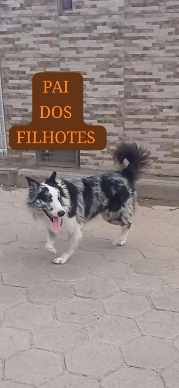 FILHOTE DE BORDER COLLIE  - Foto 4