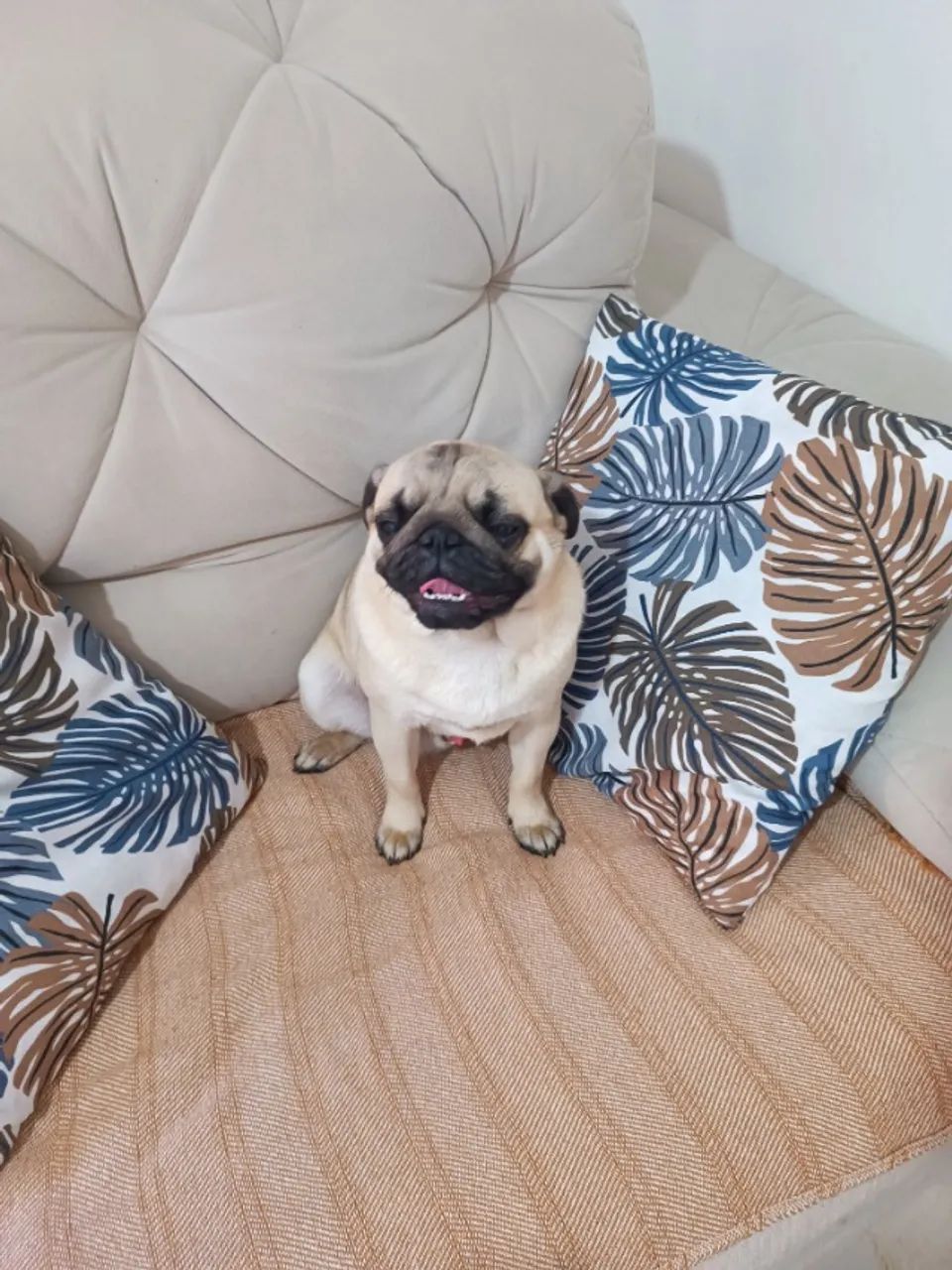 Lindo Pug Macho! - Foto 5