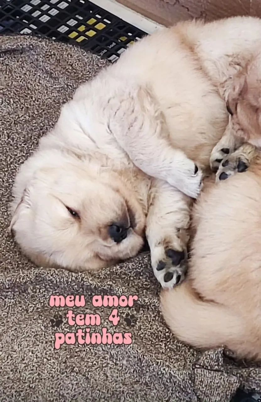 Filhotes de Golden Retriever,. Excelente Linhagem  - Foto 4