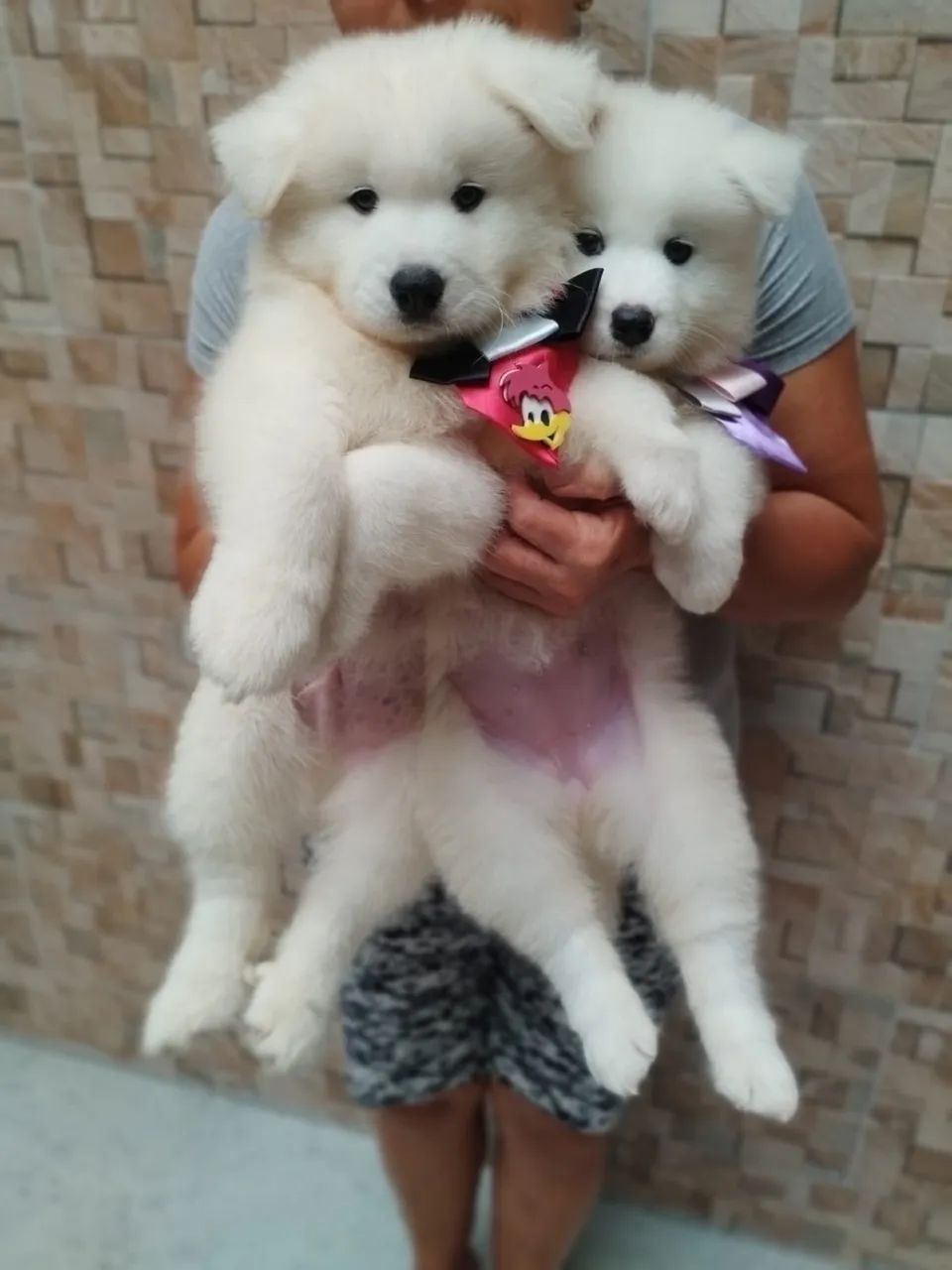 Samoieda filhote vacinado entrega hoje ( vendas ) - Foto 2