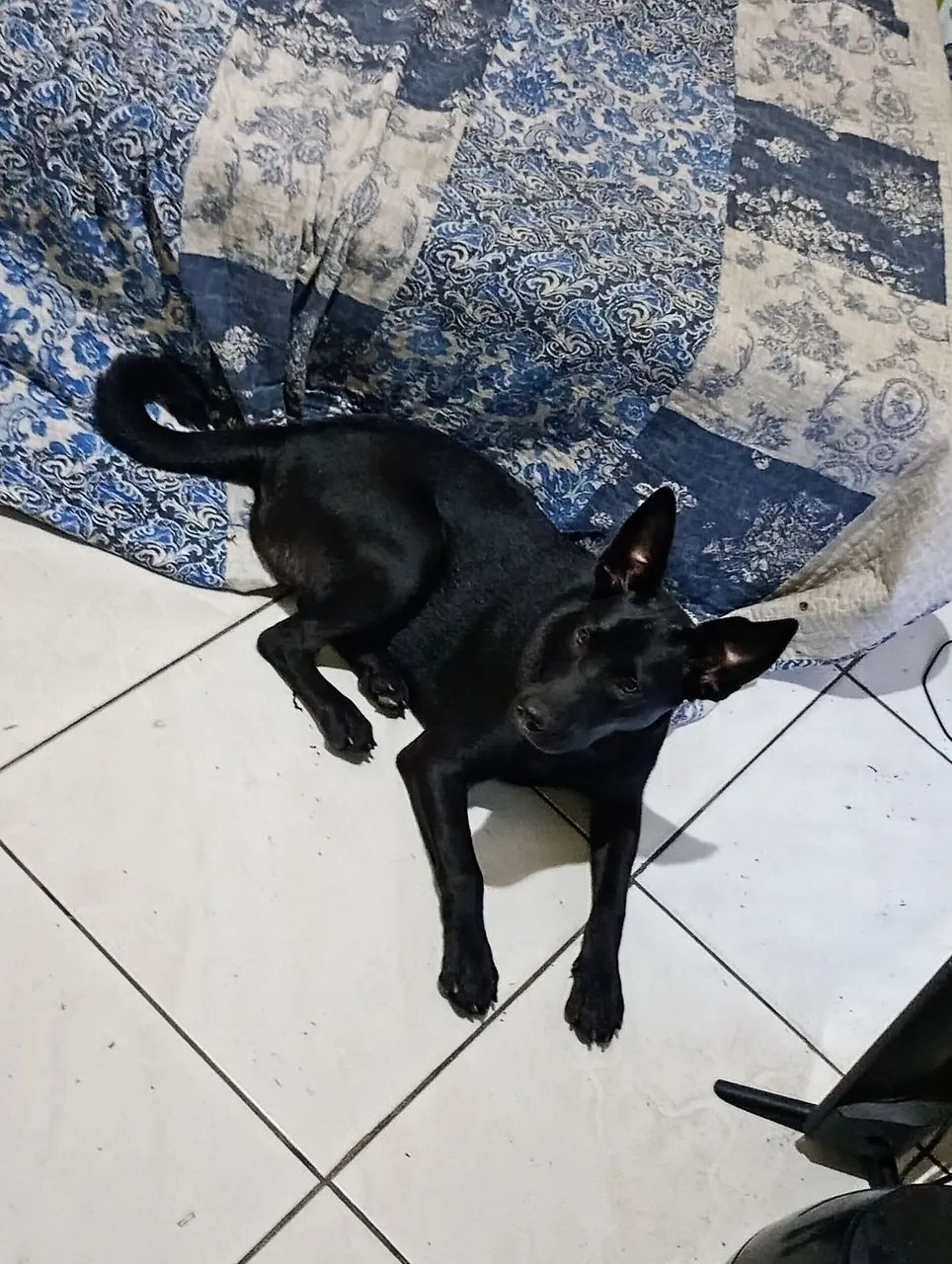 Adoção responsável  - Foto 3