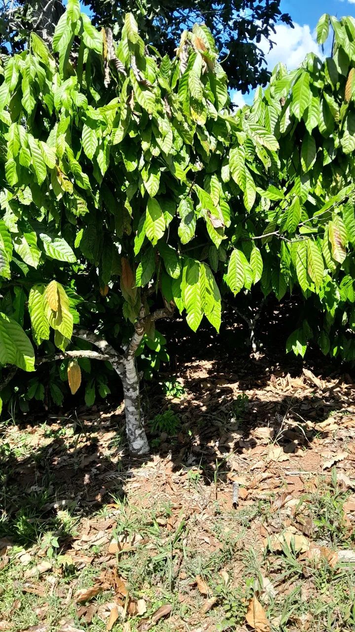 Contrato de compra e venda  - Foto 3