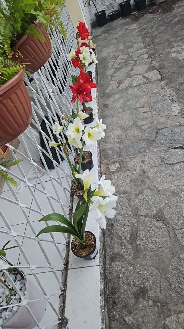 Amarílis  - Foto 2