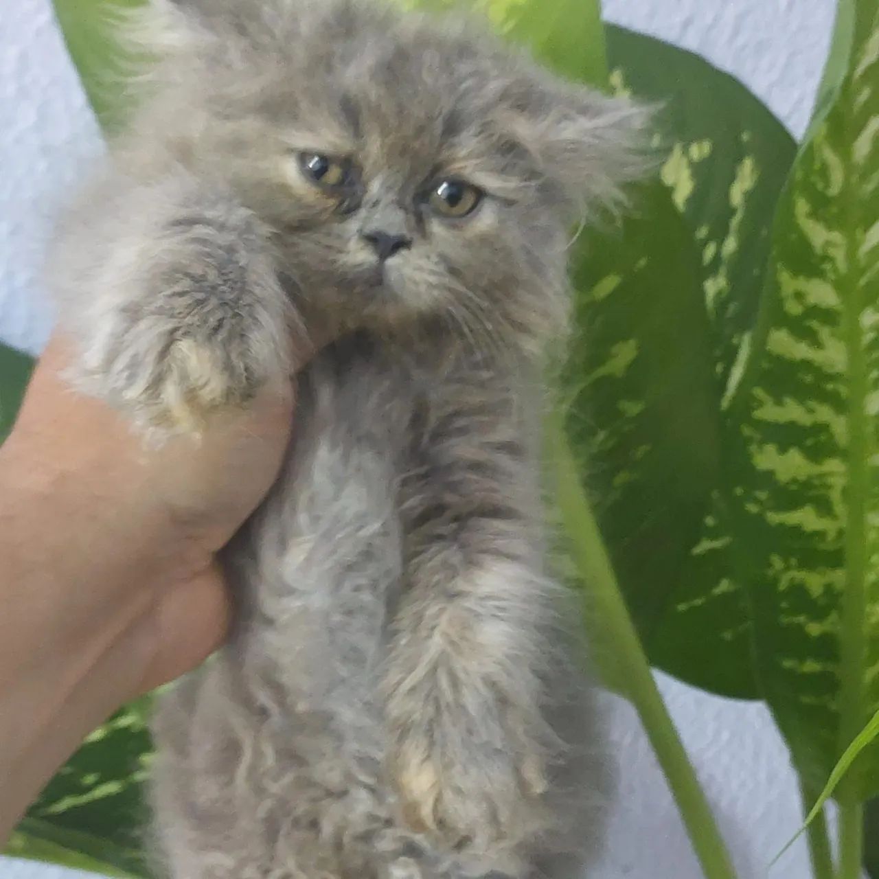 Filhote de gato persa fêmea e macho com 50 dias pai e mãe rasa pura  - Foto 2