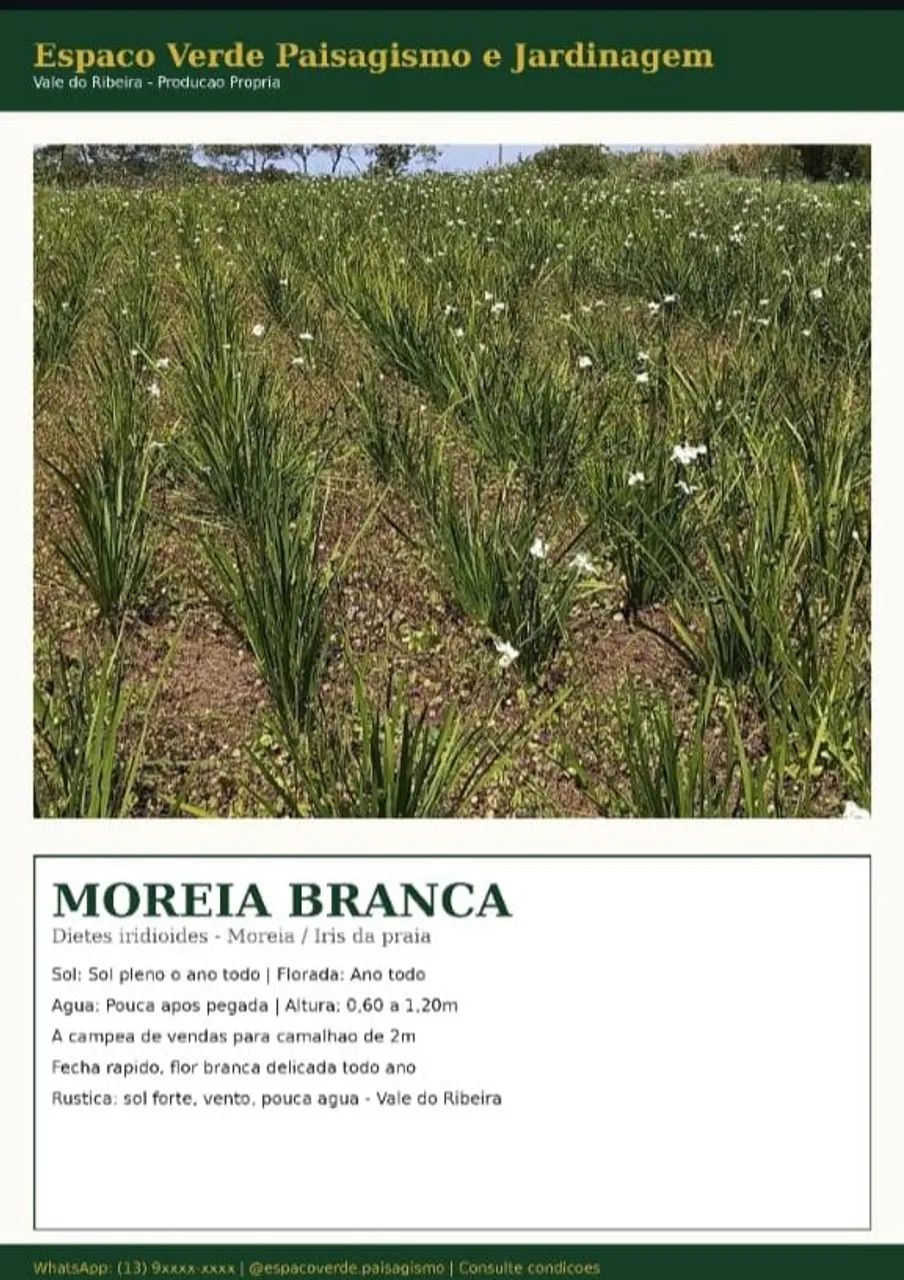Jardineiro e jardinagem  - Foto 5
