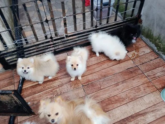 Spitz alemão  - Foto 5