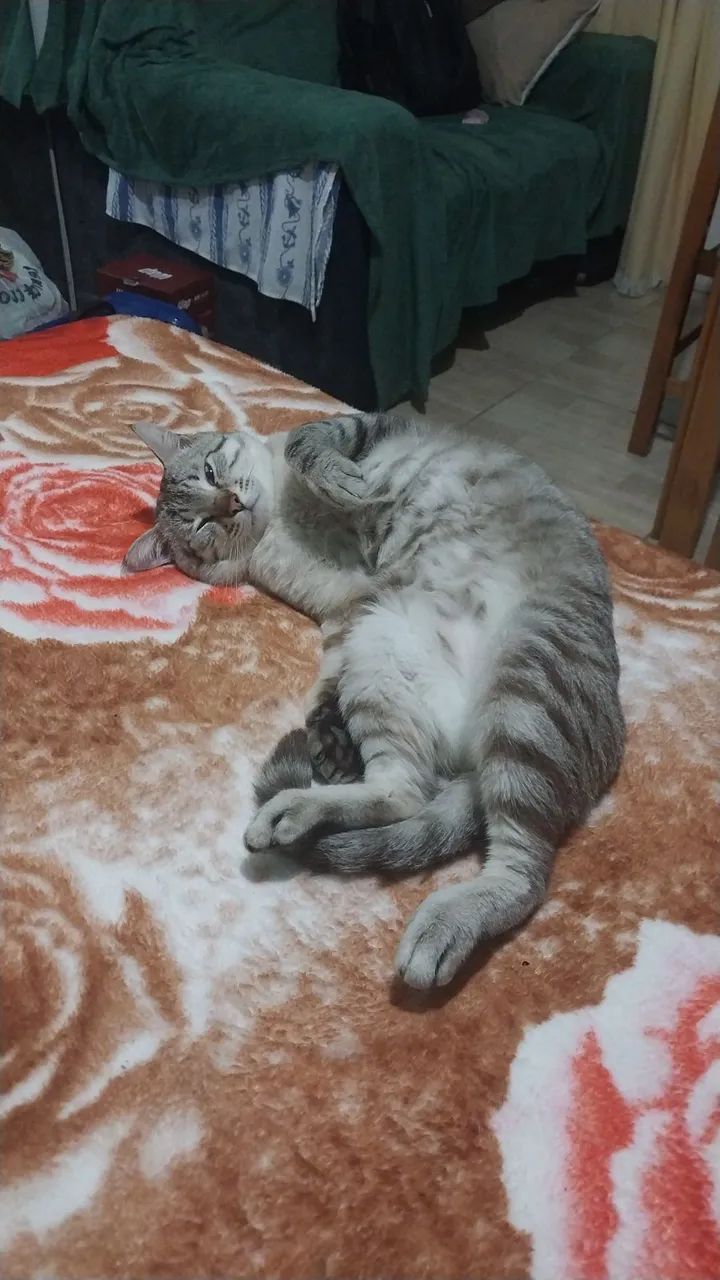 Doa-se gato - Foto 3