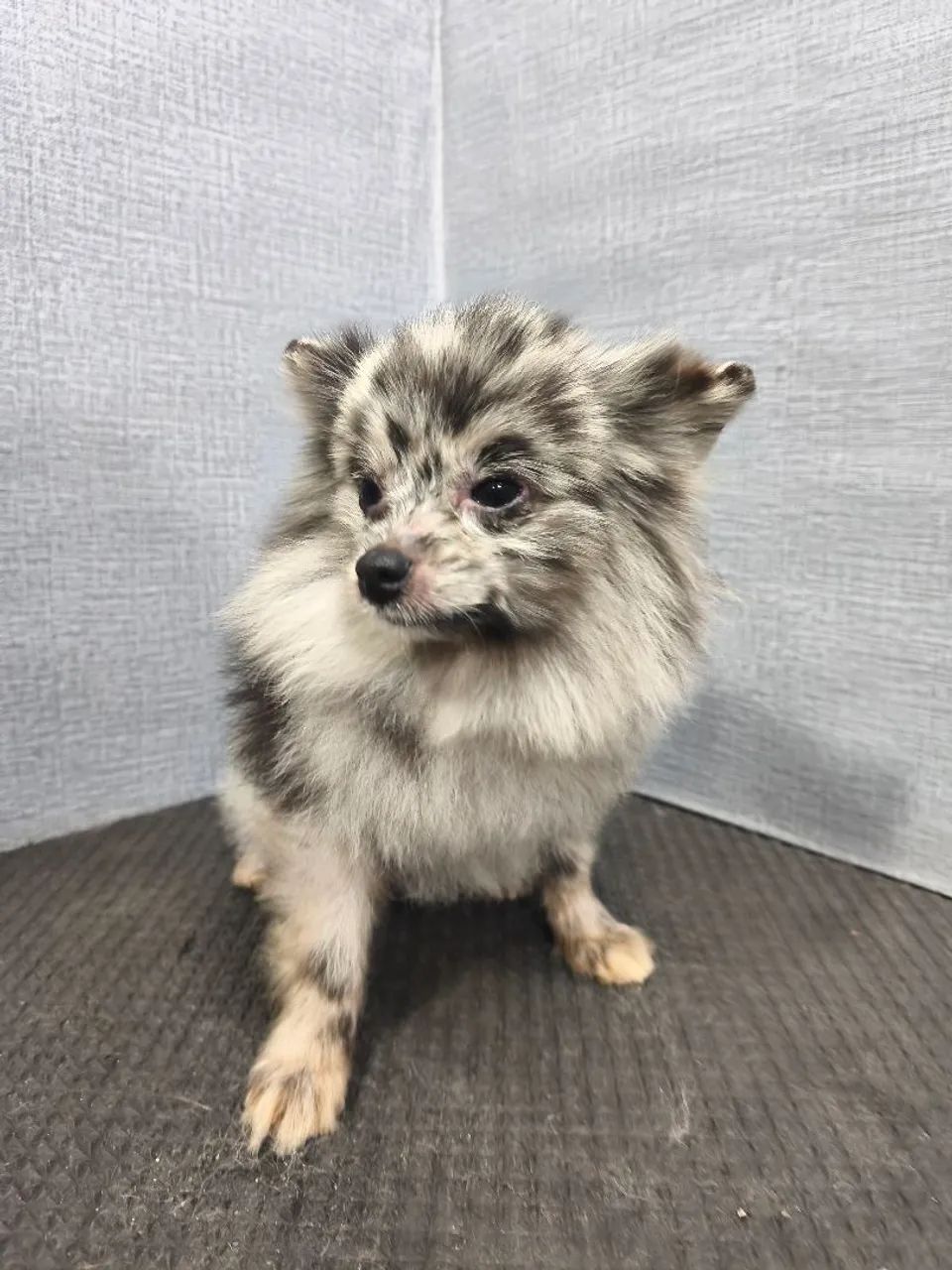 Spitz Merle macho, 1 ano - Foto 2