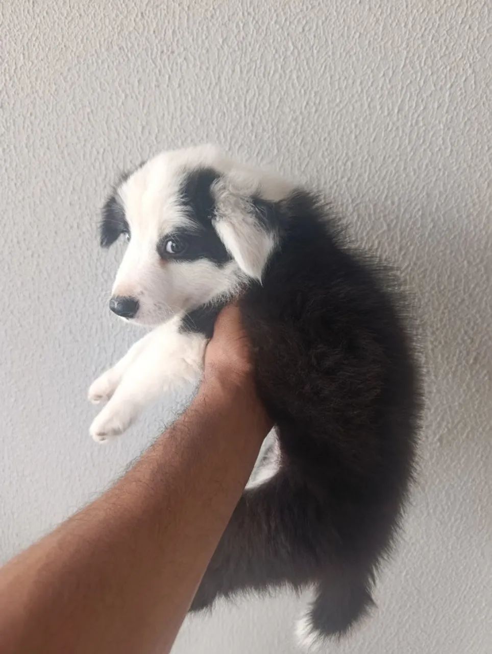 Border Collie  - Foto 3