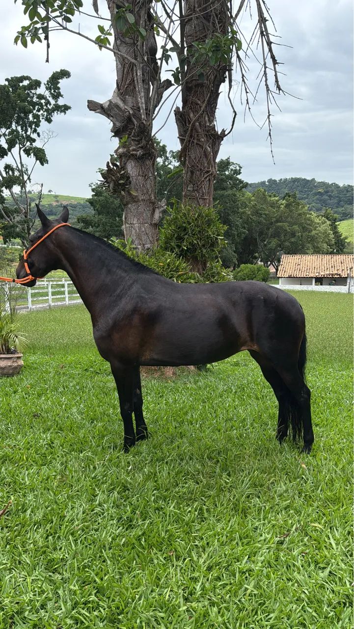 Égua preta de marcha picada !  - Foto 2