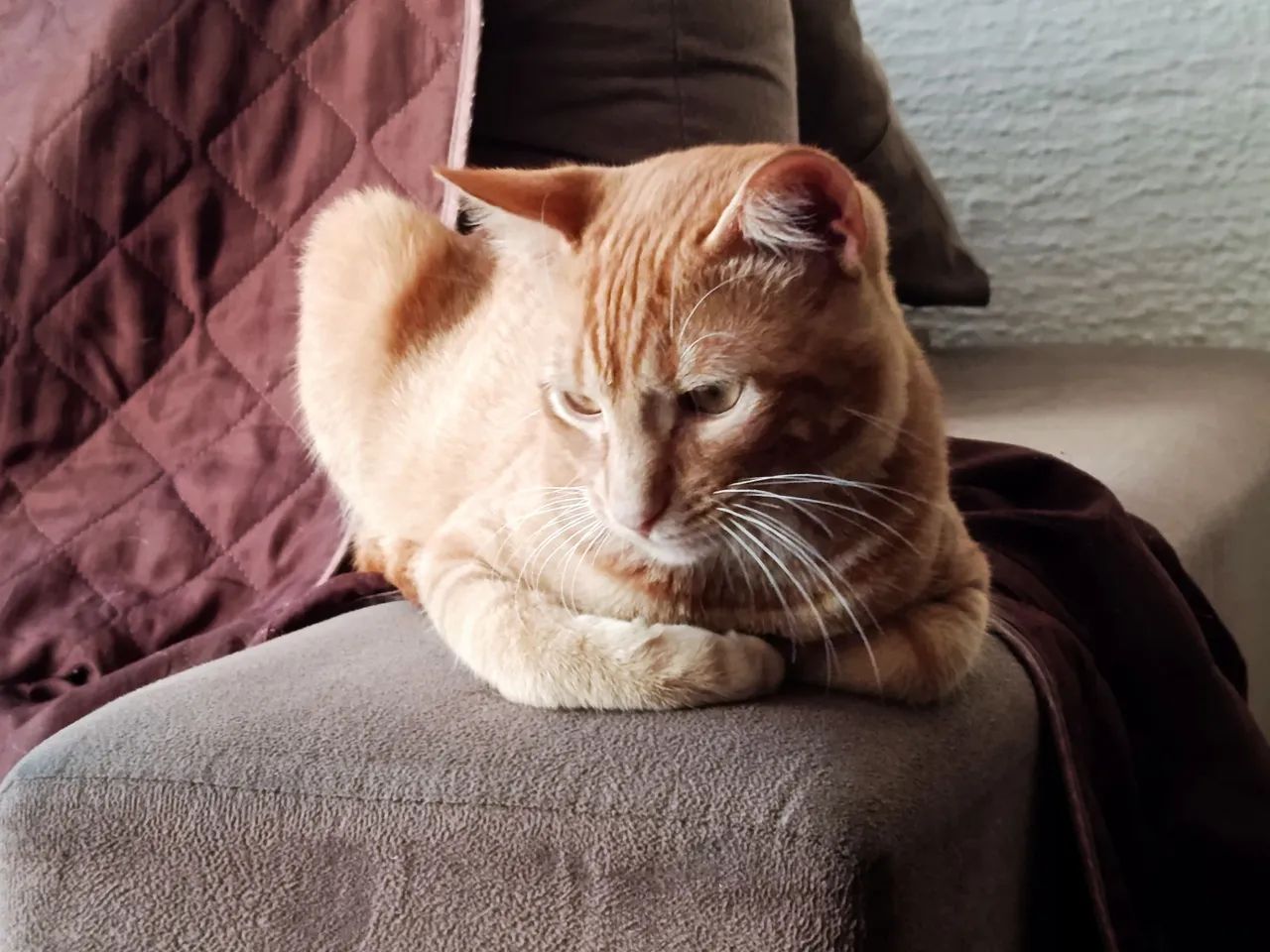 Adoção Responsável Gato Laranjinha  - Foto 3