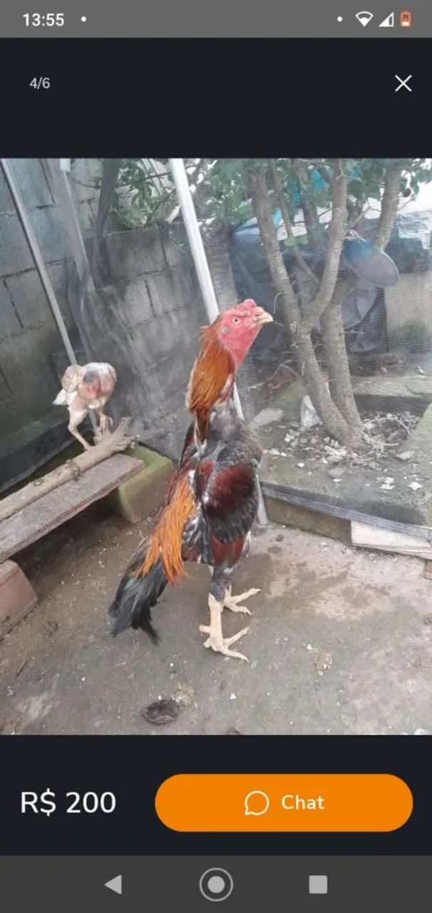 Quero vender meu galinheiro inteiro  - Foto 2