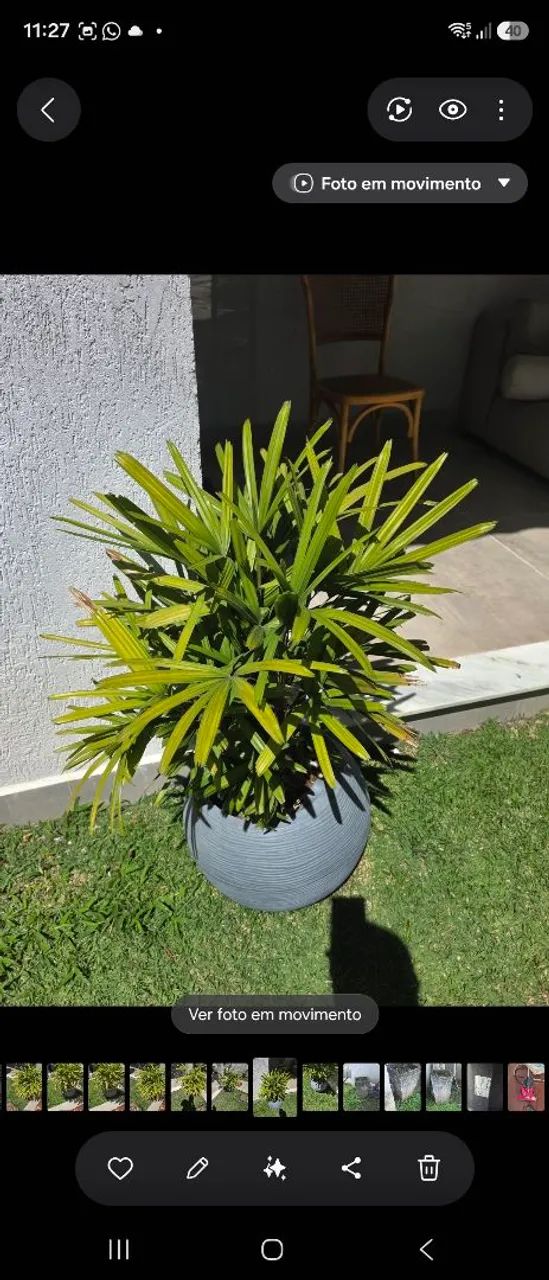 Vasos de planta  - Foto 2