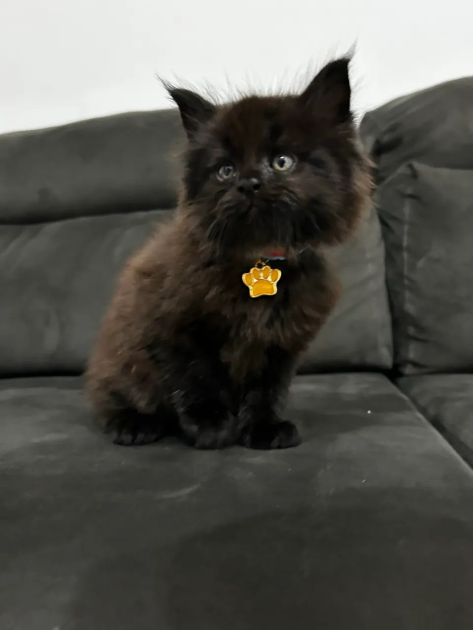 Maine Coon  - Foto 3
