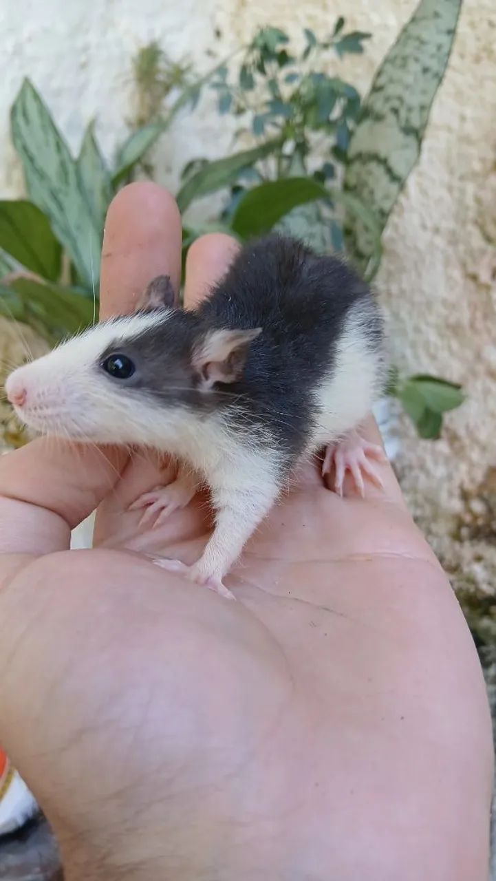 Ratos Twister  - Foto 2