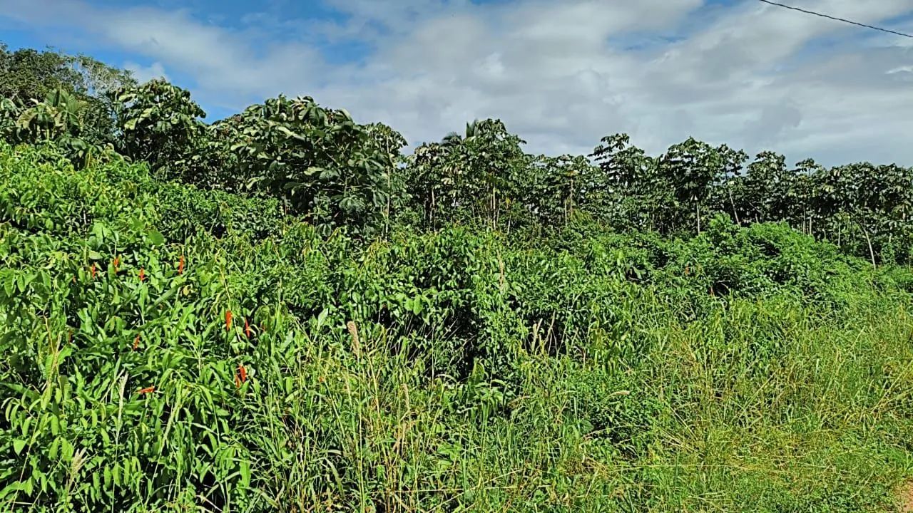 vendo terreno próximo a Belterra  - Foto 3