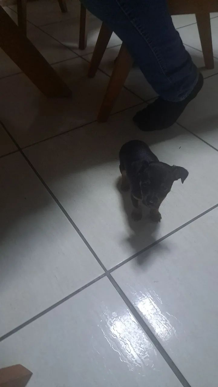 Vendo filhote de pinscher