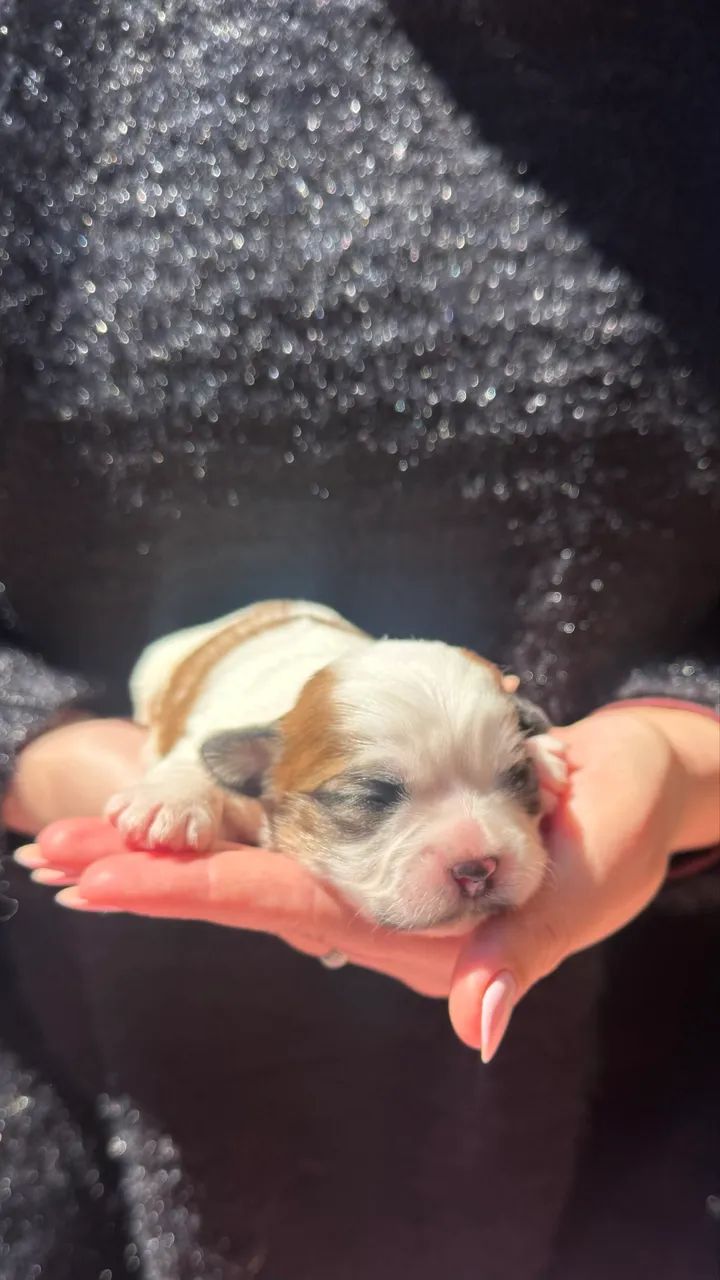 Filhotes de Shih Tzu a venda!!! - Foto 4