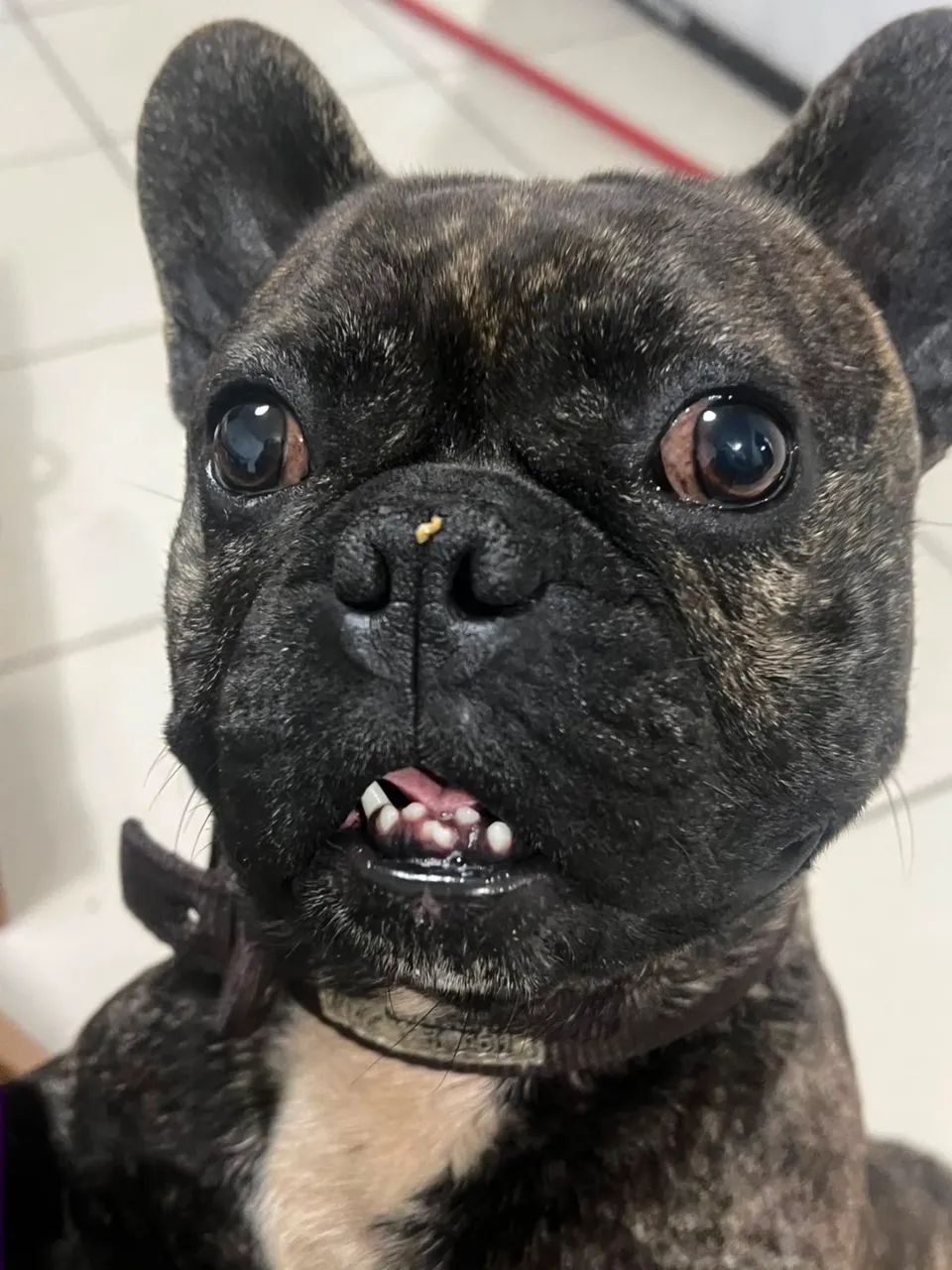 Buldog francês  - Foto 2