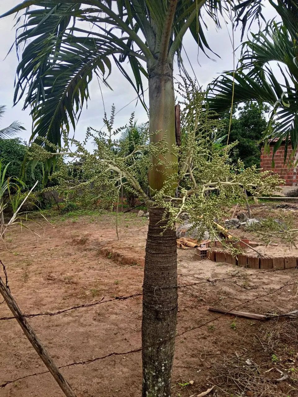 Jardinagem  - Foto 4