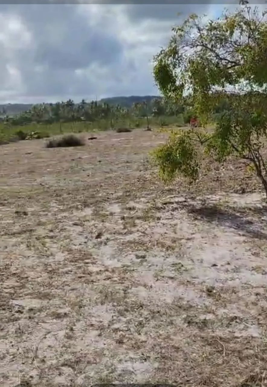 Vendo lotes no Povoado Flexeiras, Santo Amaro-Se<br>Povoado Flexeiras-Santo Amaro-Se - Foto 2