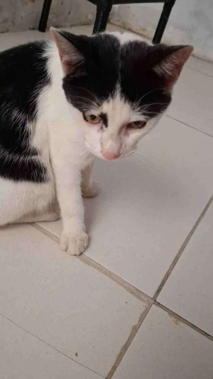 Adoção responsável 