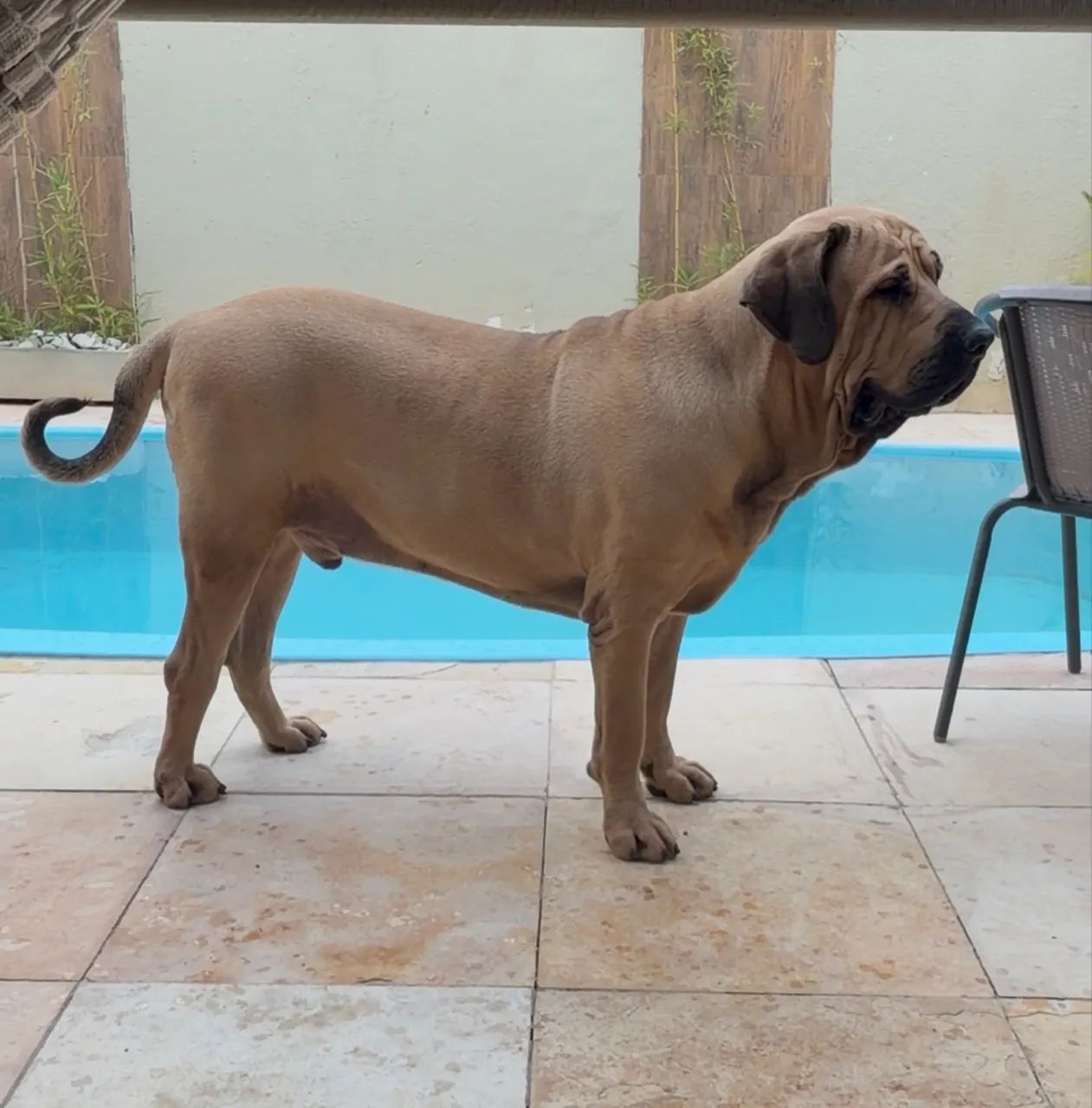 Fila brasileiro - padreador cbkc 