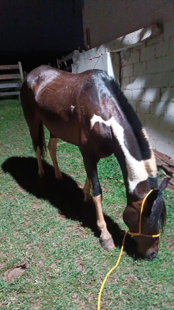 Égua pampa + charrete - Foto 4