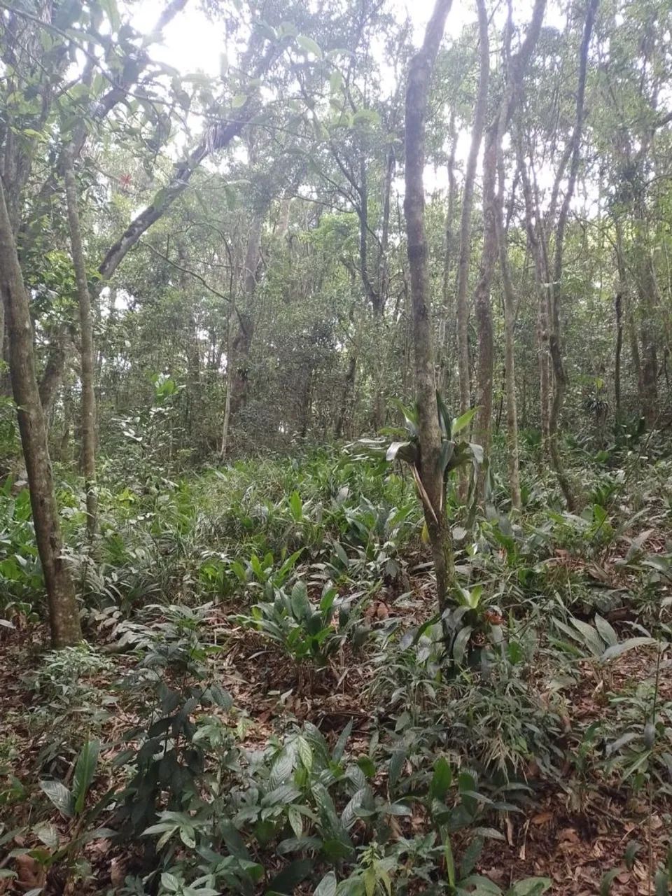 Vendo terreno