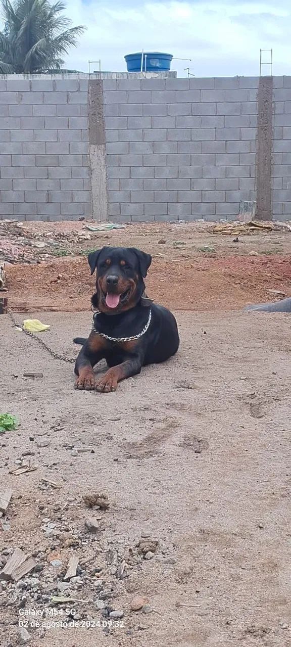Filhotes de rottweiler  - Foto 2