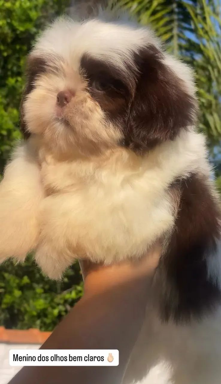 Shihtzu  - Foto 2