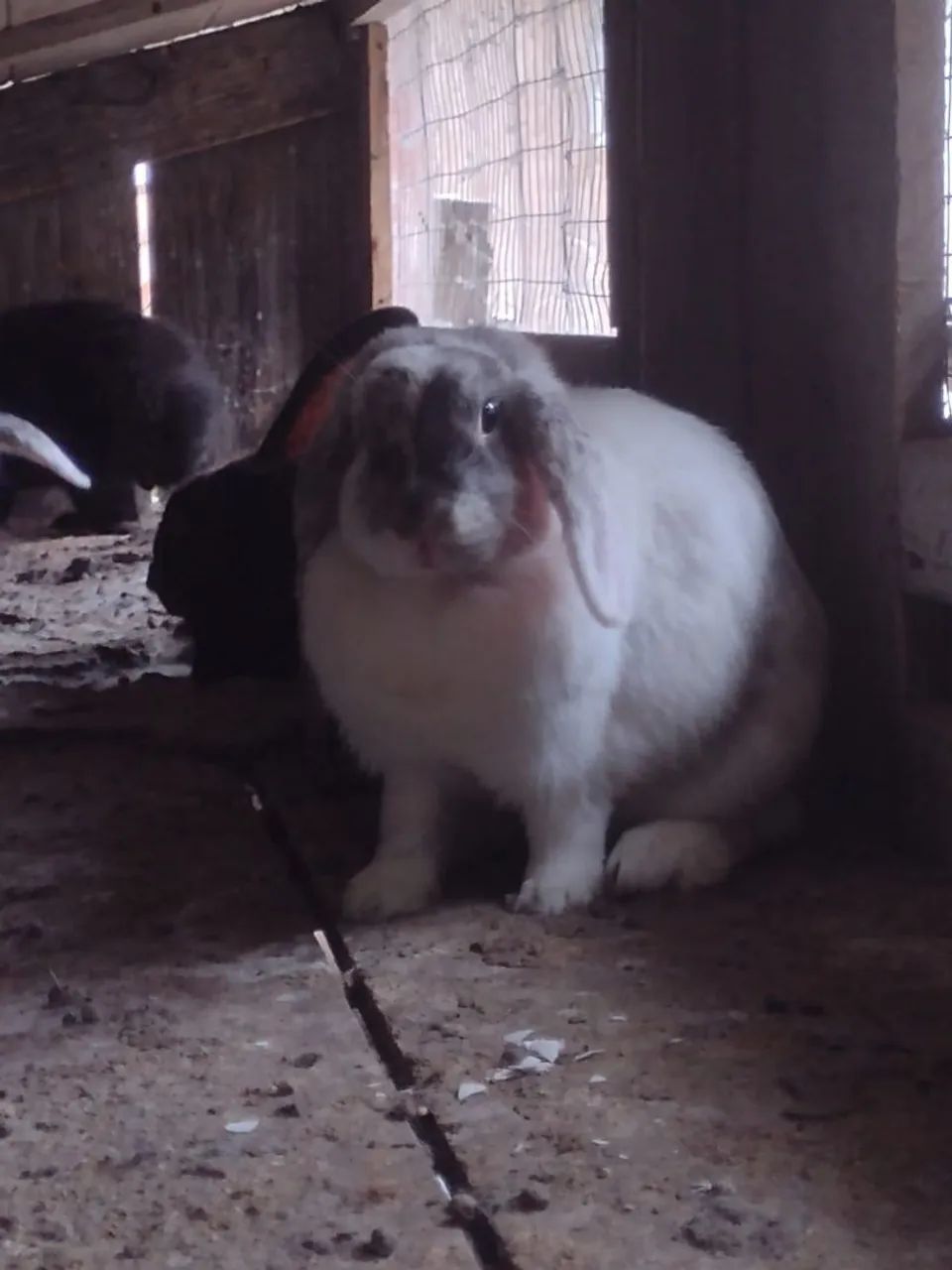 Coelhos Belier - Foto 3