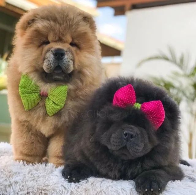 chowchow 62 dias filhotes 