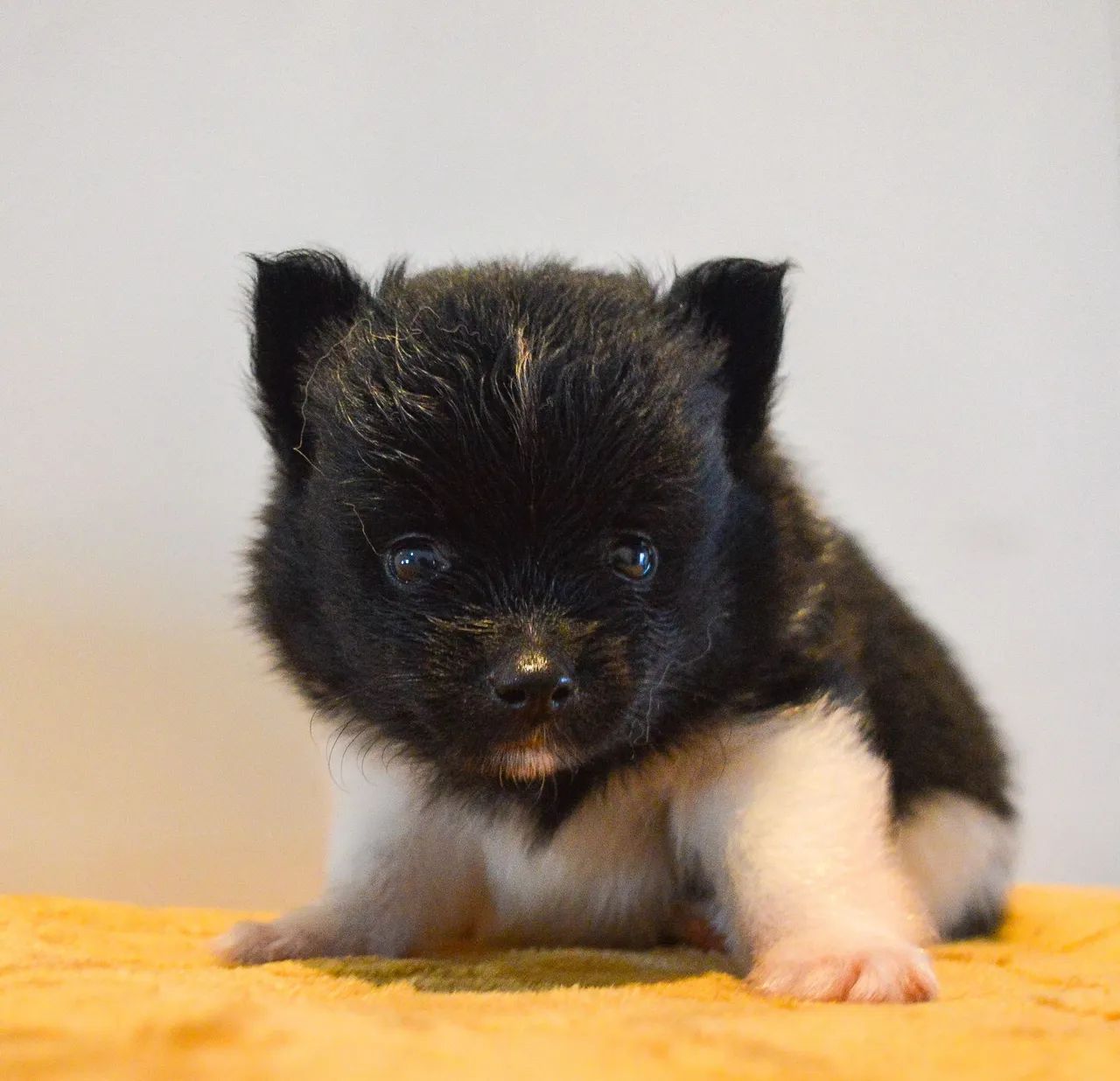 Lulu da Pomerania