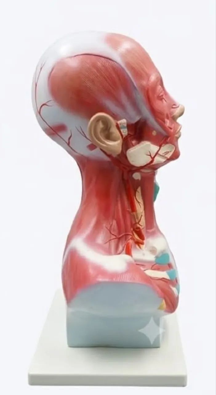 Modelo Anatômico de Musculatura Cabeça e Pescoço DV00239 - Foto 2