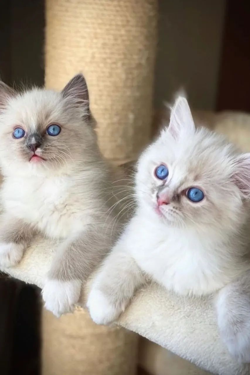 Ragdoll